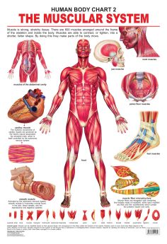 Dreamland-The Muscular System