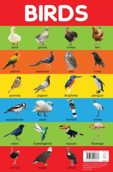 Wonderhouse-Birds Chart - Early Learning Educational Chart For Kids: Perfect For Homeschooling, Kindergarten and Nursery Students (11.5 Inches X 17.5 Inches)