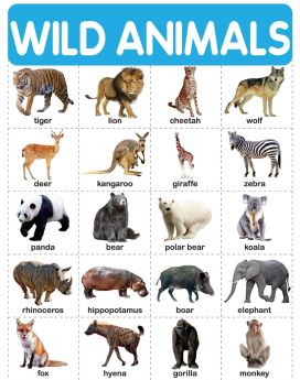 Wonderhouse-Wild Animals - My First Early Learning Wall Chart: For Preschool, Kindergarten, Nursery And Homeschooling (19 Inches X 29 Inches)  