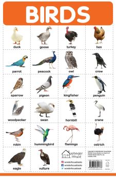 Wonderhouse-Birds - My First Early Learning Wall Posters: For Preschool, Kindergarten, Nursery And Homeschooling (19 Inches X 29 Inches)  