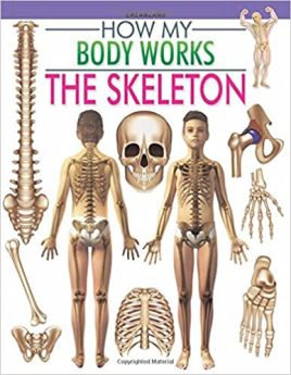 Dreamland Publications The Skeleton (How My Body Works)